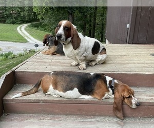 Basset Hound Dog Breeder in EFFINGHAM,  USA