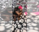 Small #246 Breeder Profile image