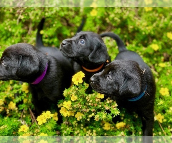 Medium Photo #1  Breeder Profile in CITY OF SPOKANE VALLEY, WA, USA