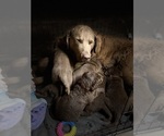 Small #6 Breeder Profile image