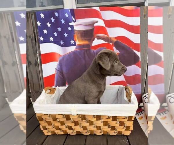 Medium Photo #1  Breeder Profile in BRIDGEWATER, VA, USA