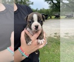 Small Photo #6  Breeder Profile in FREDONIA, KS, USA
