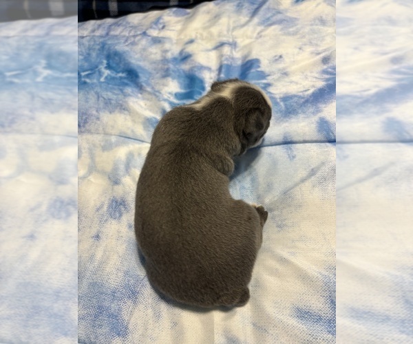 Medium Photo #4  Breeder Profile in HOWELL, NJ, USA