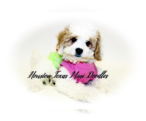Medium Photo #1  Breeder Profile in HOUSTON, TX, USA