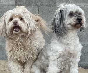 French Bulldog Dog Breeder near PALMDALE, CA, USA