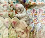 Small #18 Breeder Profile image