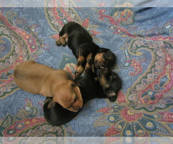 Medium Photo #1  Breeder Profile in PRATT, KS, USA