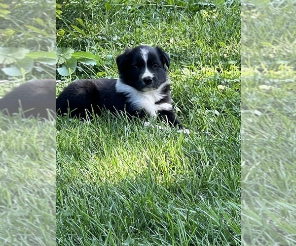 Medium Photo #4  Breeder Profile in BERRIEN SPRINGS, MI, USA