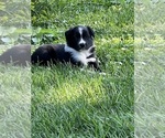 Small Photo #4  Breeder Profile in BERRIEN SPRINGS, MI, USA