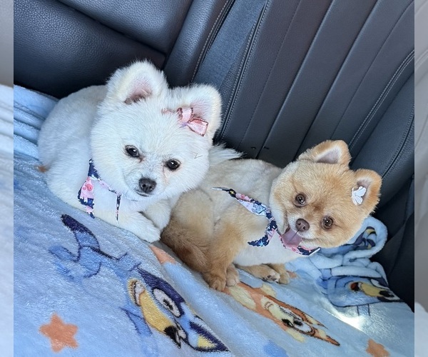 Medium Photo #10  Breeder Profile in BELLFLOWER, CA, USA