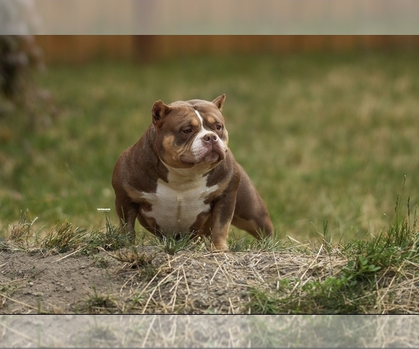 Medium Photo #17  Breeder Profile in PUYALLUP, WA, USA