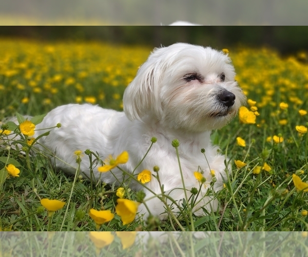 Medium Photo #27  Breeder Profile in BARREN SPRINGS, VA, USA