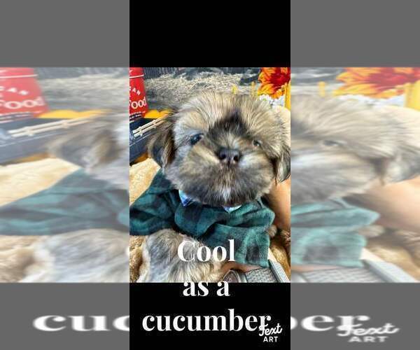 Medium Photo #9  Breeder Profile in SANDOWN, NH, USA