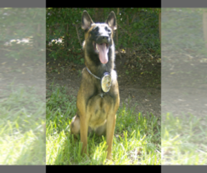 Belgian Malinois Dog Breeder in PALMHURST,  USA