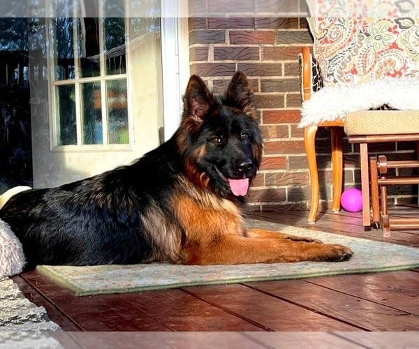 Medium Photo #8  Breeder Profile in GADSDEN, AL, USA