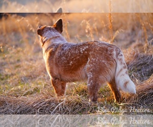 Australian Cattle Dog Dog Breeder near PILOT, VA, USA