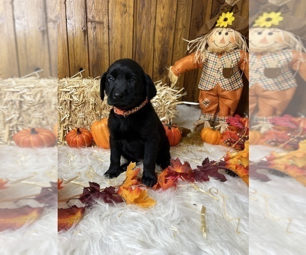 Medium Photo #25  Breeder Profile in NEOLA, WV, USA