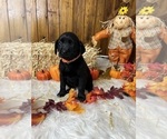 Small #24 Breeder Profile image