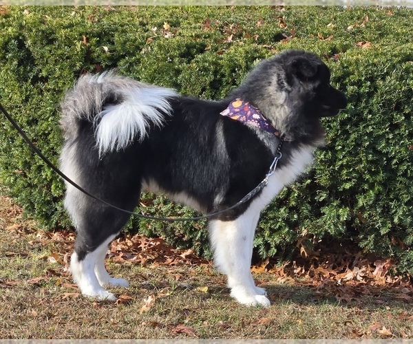 Medium Photo #1  Breeder Profile in MANORVILLE, NY, USA
