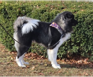 Akita Dog Breeder near MANORVILLE, NY, USA