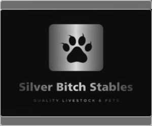 Texas Heeler Dog Breeder near MERCED, CA, USA