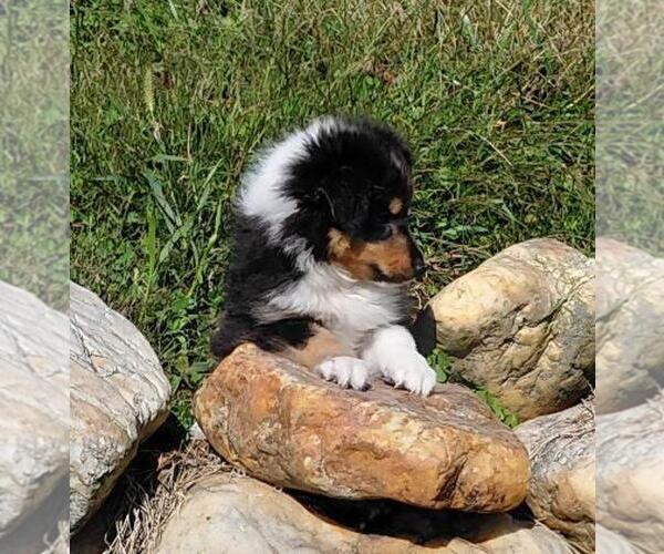 Medium Photo #2  Breeder Profile in WARNE, NC, USA