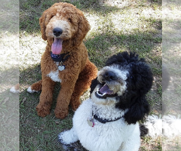 Medium Photo #1  Breeder Profile in OLD TOWN, FL, USA