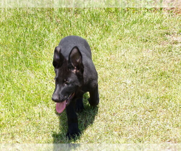 Medium Photo #9  Breeder Profile in HAMER, SC, USA