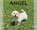 Small #4 Breeder Profile image