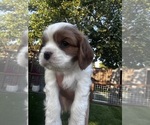 Small #5 Breeder Profile image