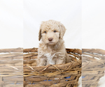 Small #35 Breeder Profile image