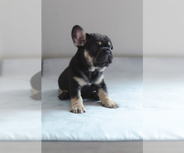 Medium Photo #1  Breeder Profile in FAYETTEVILLE, AR, USA