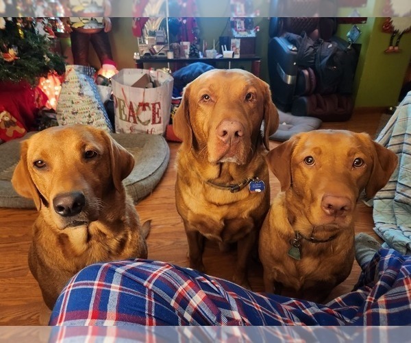 Medium Photo #39  Breeder Profile in BUFFALO, NY, USA