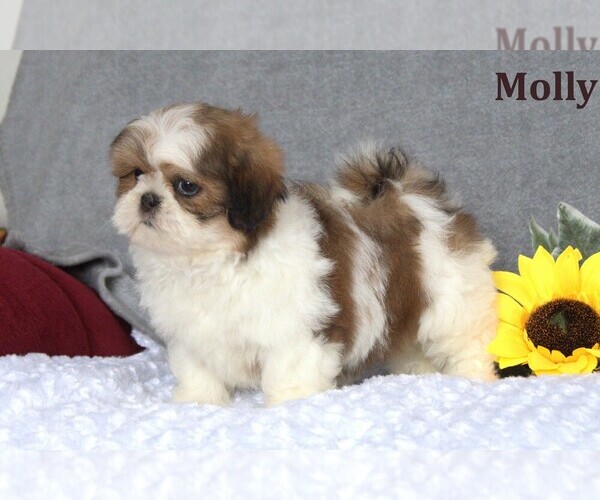 Medium Photo #5  Breeder Profile in CLARE, MI, USA