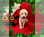 Small breeder photo