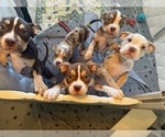 Small breeder photo