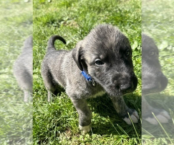 Medium Photo #3  Breeder Profile in HUSTONVILLE, KY, USA