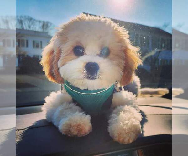 Medium Photo #1  Breeder Profile in SUSSEX, NJ, USA