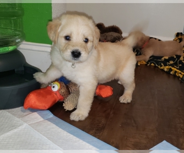 Medium Photo #1  Breeder Profile in MODESTO, CA, USA
