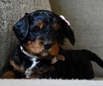 Small breeder photo