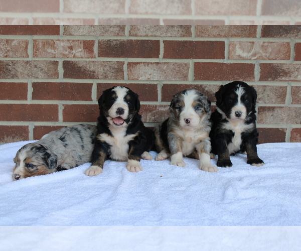 Medium Photo #2  Breeder Profile in WOODBURN, IN, USA