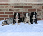 Small #1 Breeder Profile image