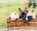 Small breeder photo