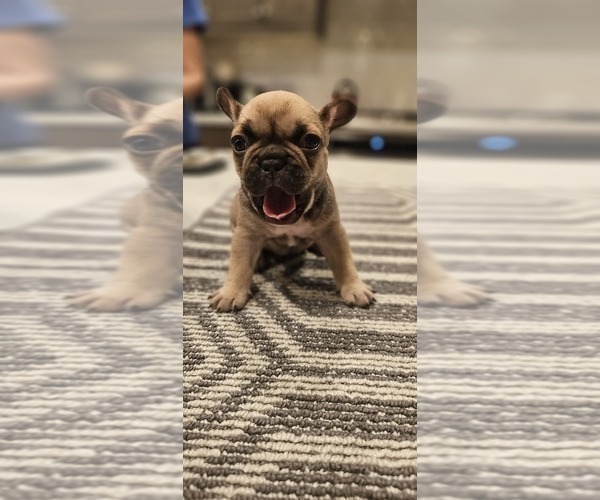 Medium Photo #13  Breeder Profile in CHINO HILLS, CA, USA
