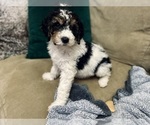 Small #1 Breeder Profile image