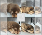 Small #4 Breeder Profile image
