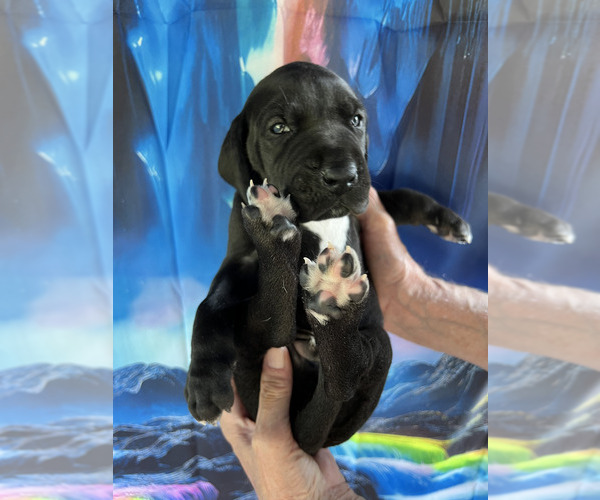 Medium Photo #15  Breeder Profile in ORR, MN, USA