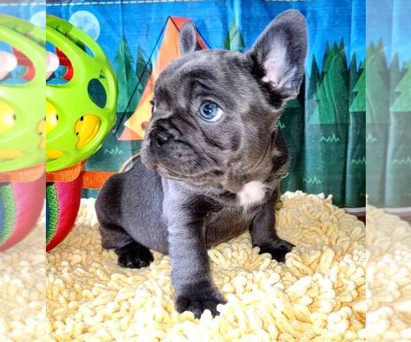 Medium Photo #5  Breeder Profile in BOSTON, KY, USA