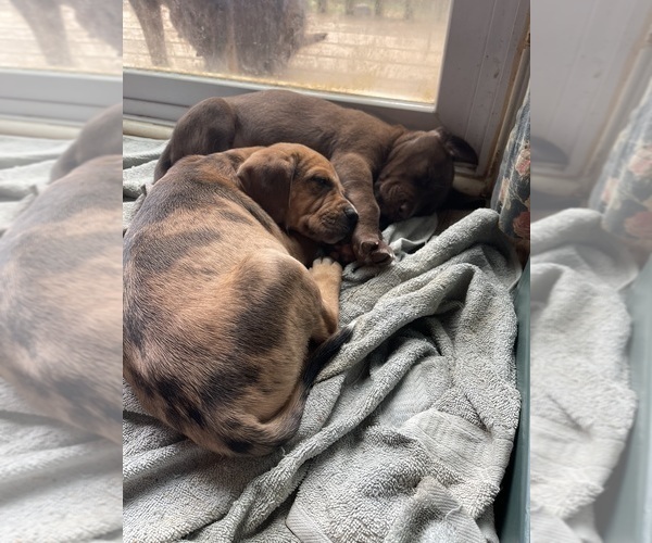 Medium Photo #20  Breeder Profile in WESTFIELD, NC, USA