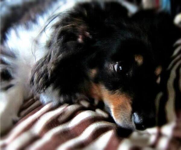 Medium Photo #1  Breeder Profile in SARASOTA, FL, USA